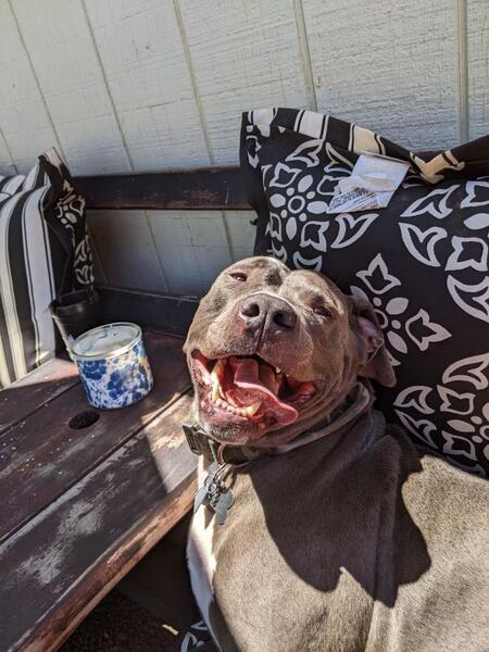 Entry image for Bo. Clicking this image will show a larger photo