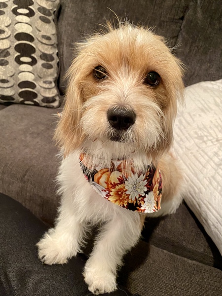 Entry image for Ellie. Clicking this image will show a larger photo