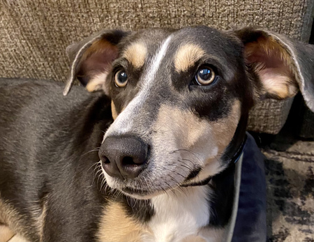 Entry image for Dwight. Clicking this image will show a larger photo