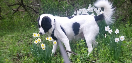 Entry image for Pastorius . Clicking this image will show a larger photo