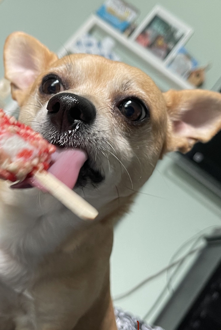 Entry image for Nacho. Clicking this image will show a larger photo