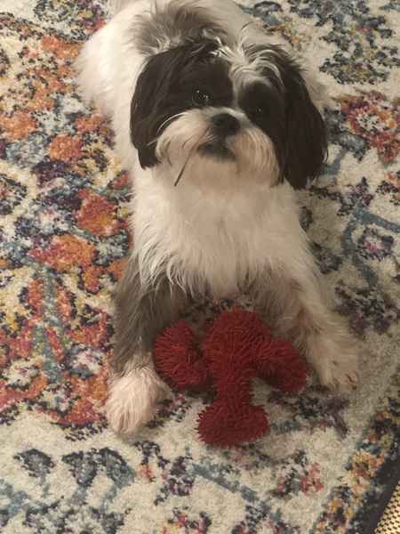 Entry image for Ernie. Clicking this image will show a larger photo