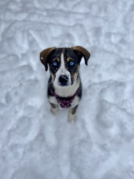 Entry image for Daisy . Clicking this image will show a larger photo