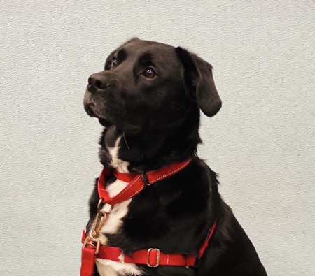 Entry image for Mika. Clicking this image will show a larger photo