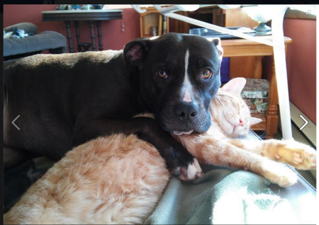 Olivia (dog) and Toulouse (cat)