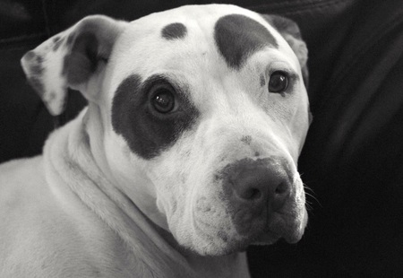 Chumley
