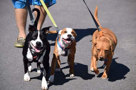 Benny, Hershey (now Zoe) & Brody