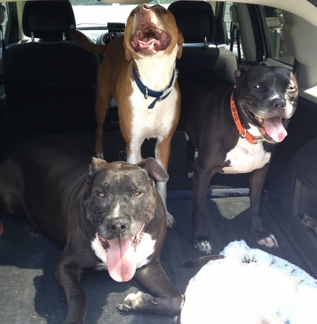 Felix, Lizzy, Shelby
