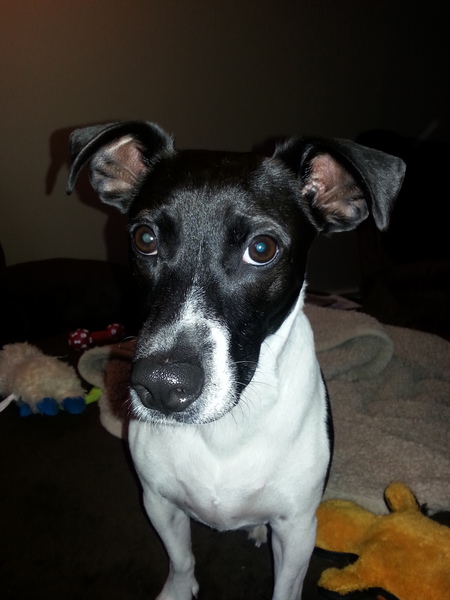 Louie