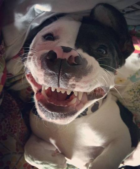 Odie