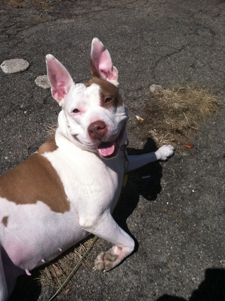 Daisy