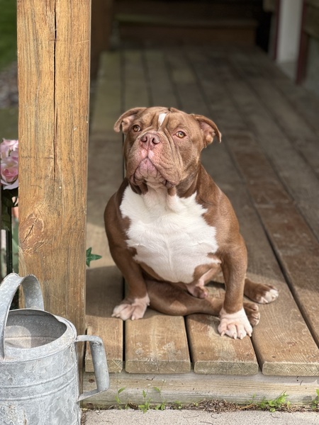 Bubba