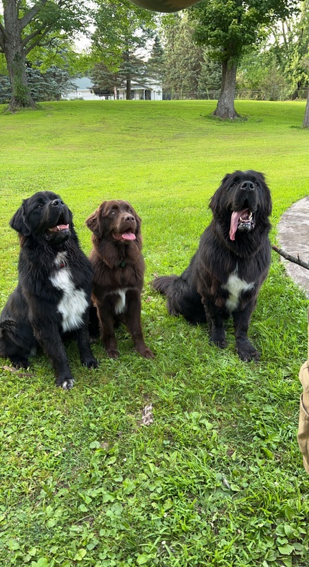 Chewy, Kona and Odin