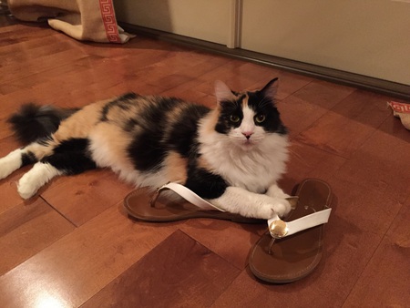 CC(Crazy Cat)