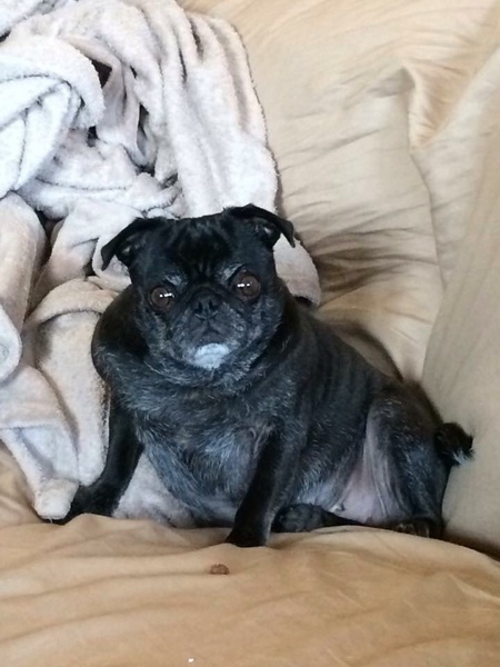 Bella