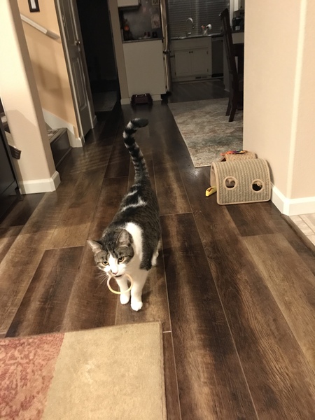 Zena