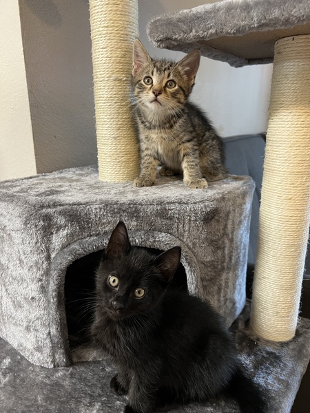 Blitz and T’Challa