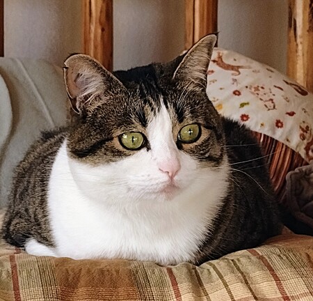 Lulu