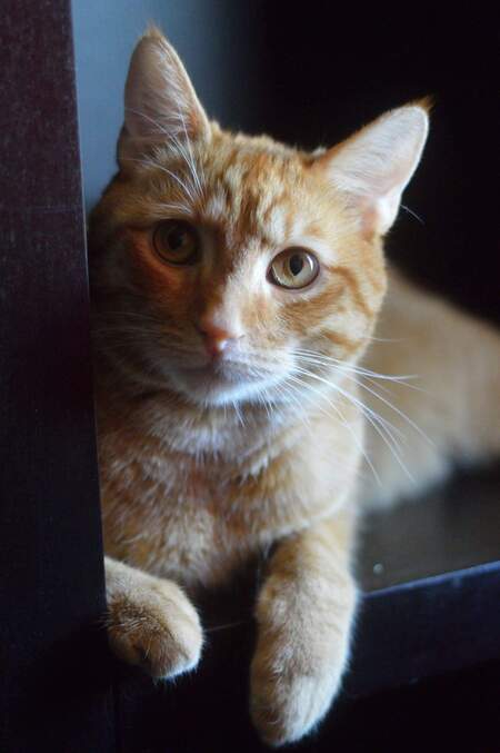 Sawyer