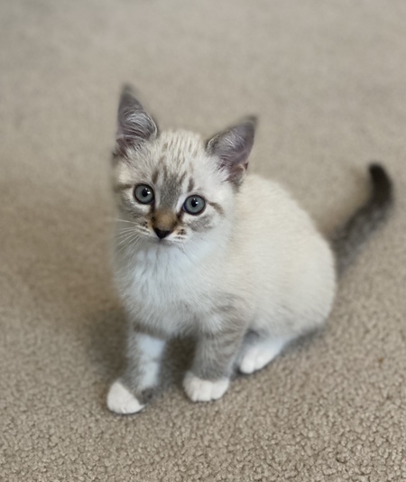 Willow