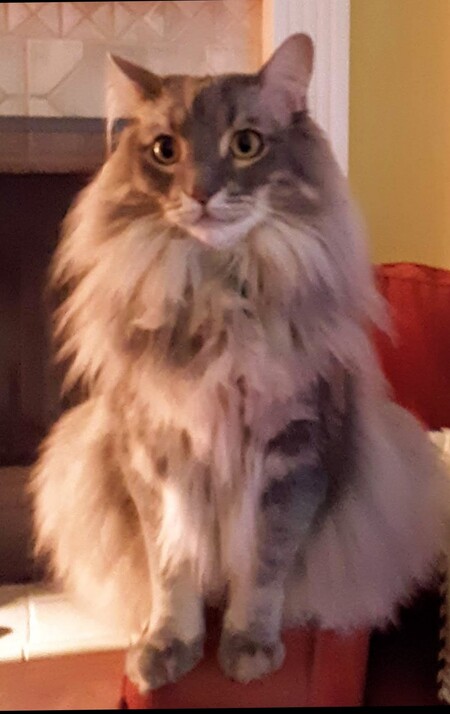 Finnegan