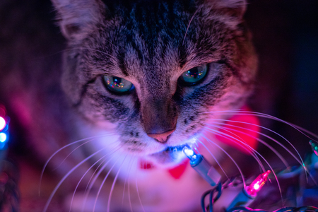 Nyx