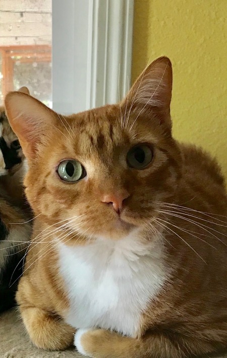 Peeta