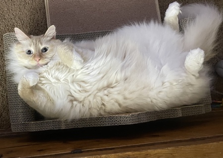 Chowder