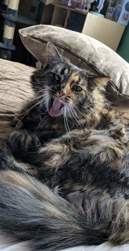 Duchess