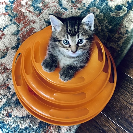 Loki 