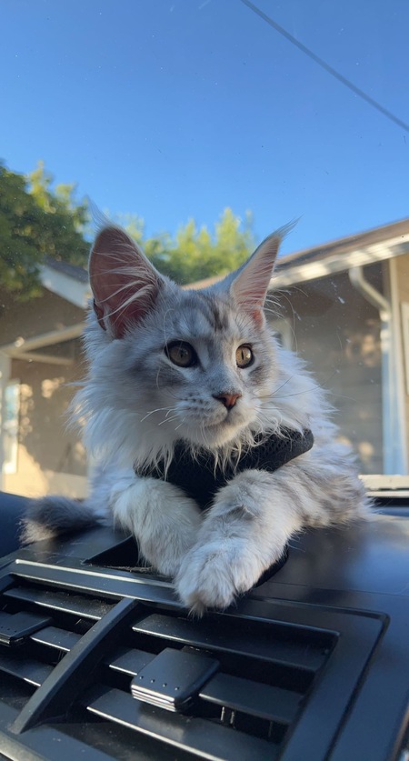 Chowder
