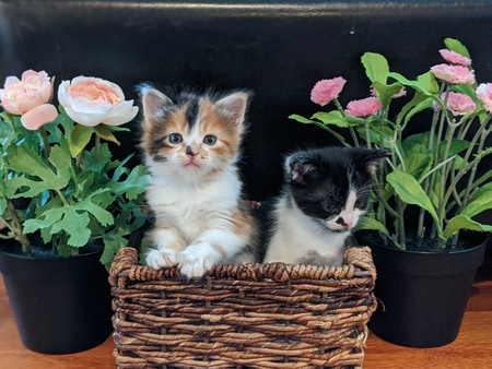 Callie & Oreo