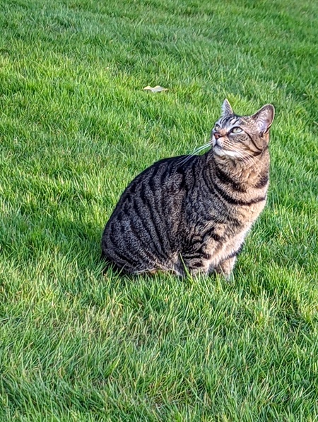 Meow Meow