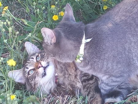 Max and Mo