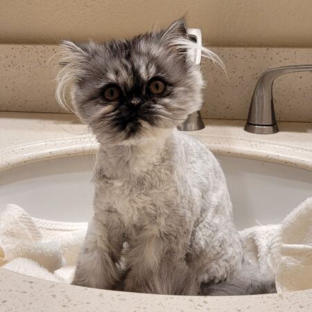 Critter