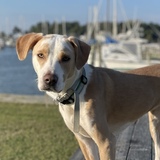 Entry image for Gracie