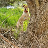 Entry image for Ginger