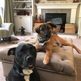 Entry image for Max aka Fluffy (in the bandana)