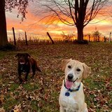 Entry image for Logan and Cola