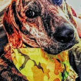 Entry image for Camo