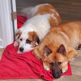 Entry image for Atlas and Bandit