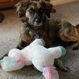 Entry image for Izzy (and her Unicorn)