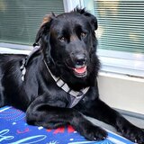 Entry image for Padfoot