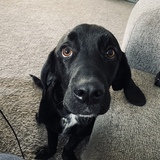 Entry image for Ollie