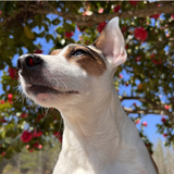 Entry image for Rosie