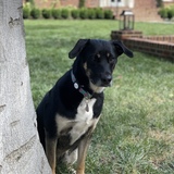 Entry image for Callie