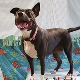 Entry image for Bella