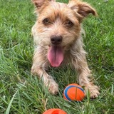 Entry image for Lucy