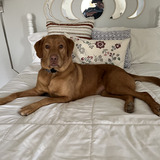 Entry image for Roux