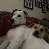 Entry image for Lexie and Lacey